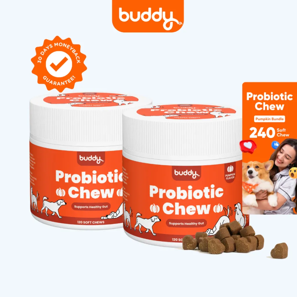 Buddy Probiotic Bites for dogs, pumpkin flavor gut health treats, front of pack
